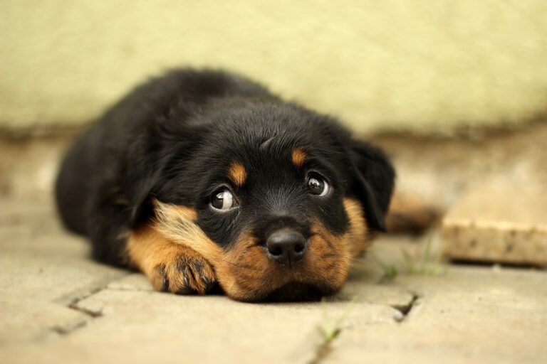 rottweiler, hd wallpaper, free background-869018.jpg